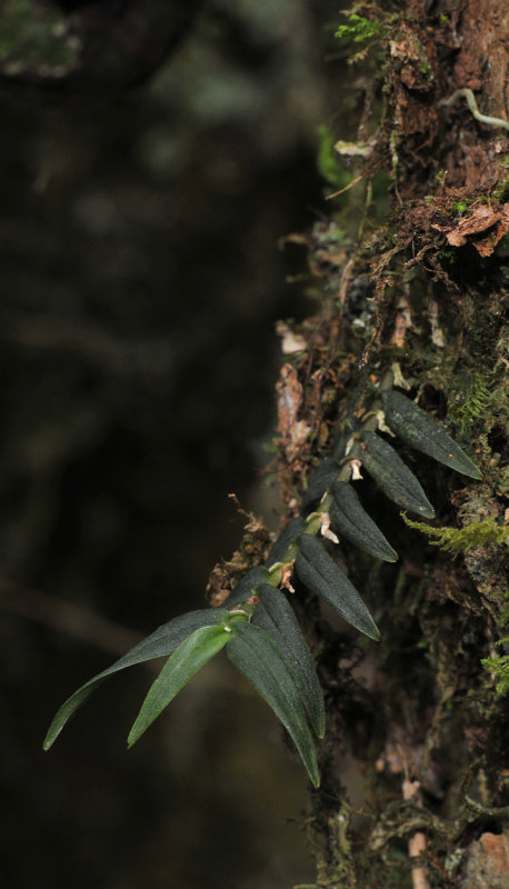 Angraecum hermannii