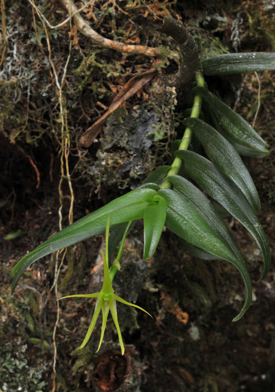 Angraecum pingue. Closer.
