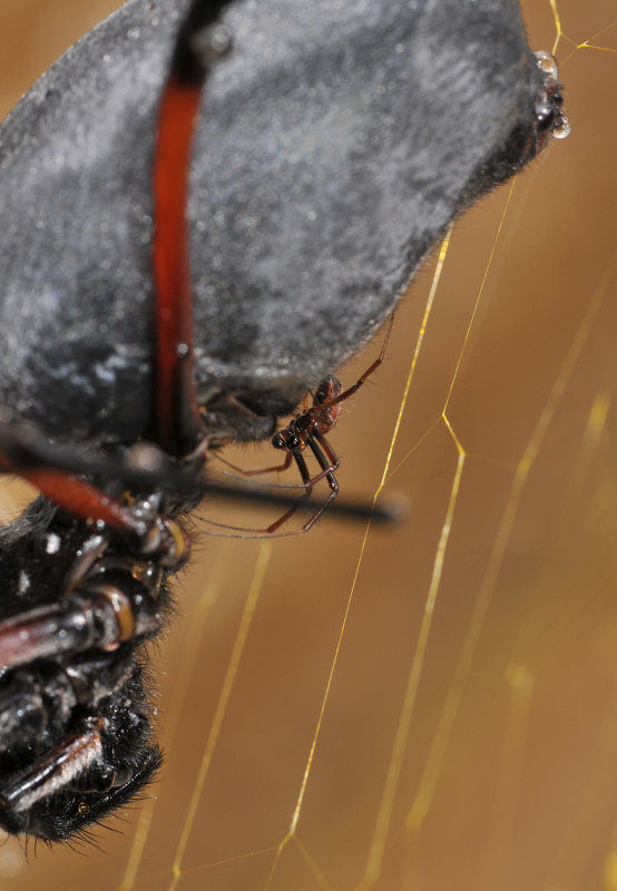 Nephila inaurata inaurata. Male.