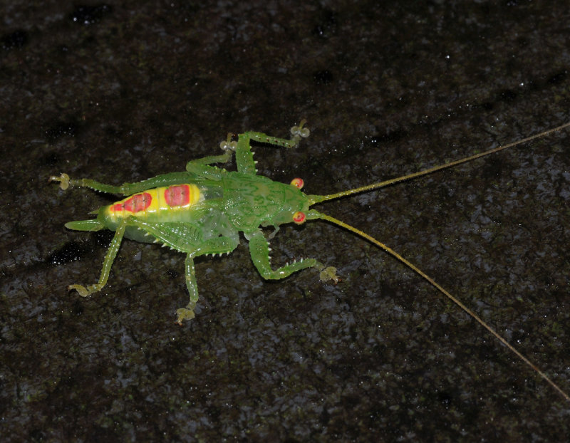 Cricket