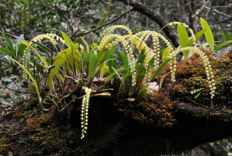 Dendrochilum crassifolium
