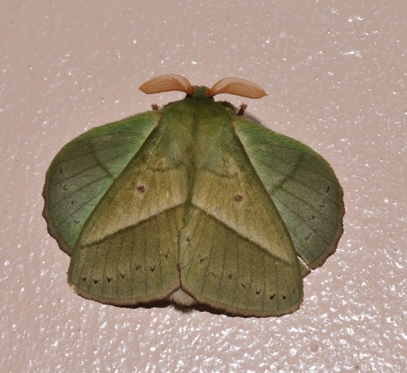Lasiocampinae