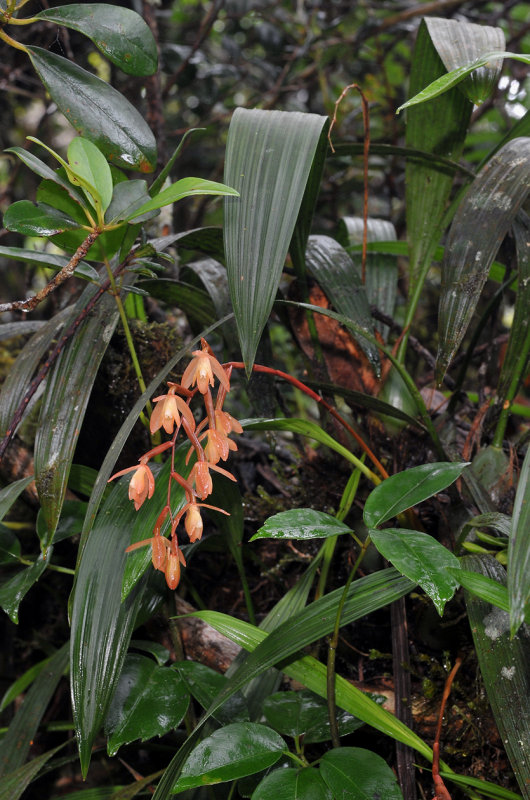 Coelogyne plicatissima.4.jpg
