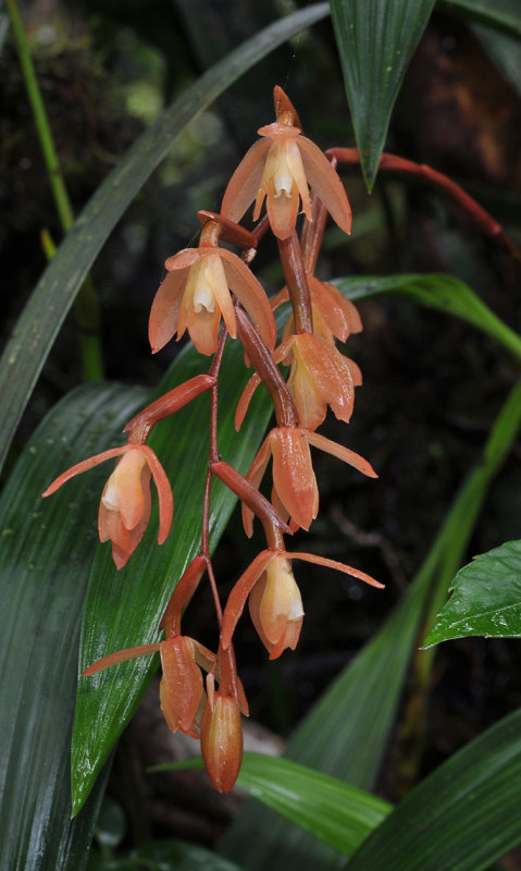 Coelogyne plicatissima. Closer.jpg