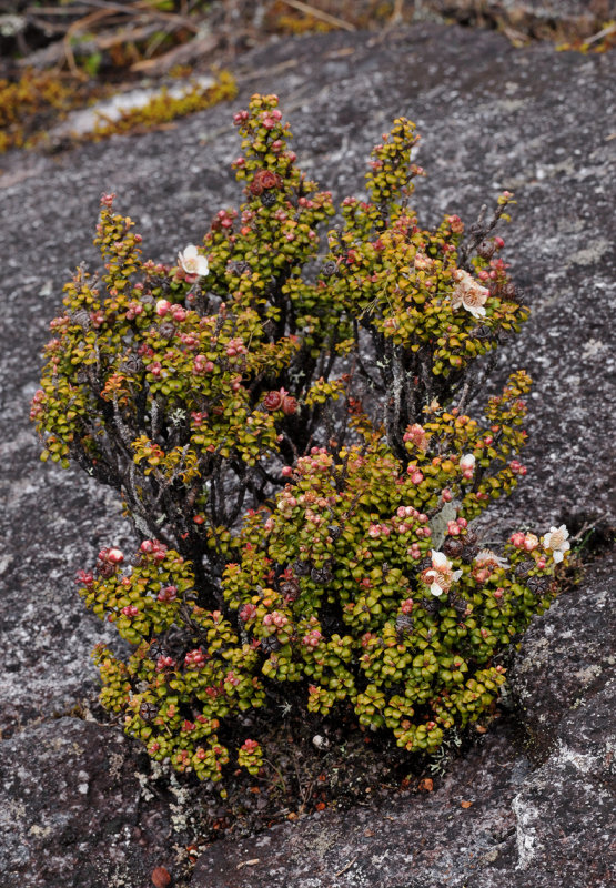 Leptospermum recurvum.jpg