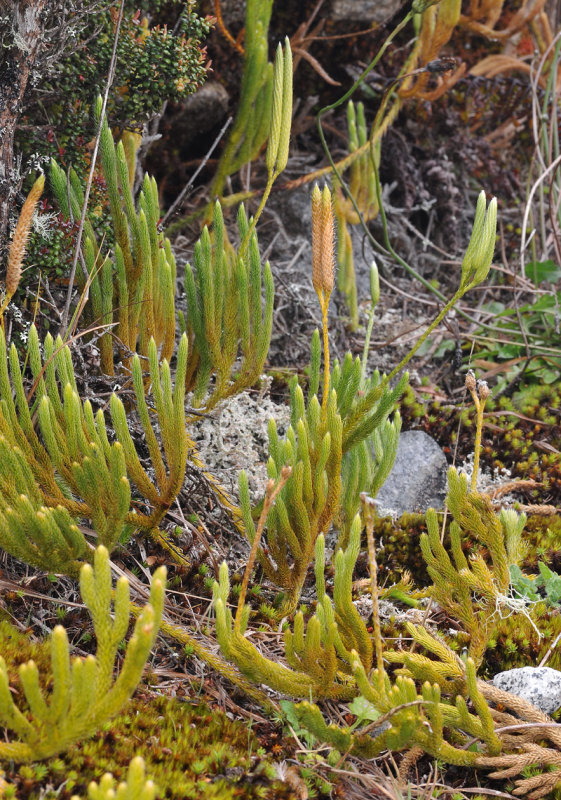 Lycopodium clavatum.jpg