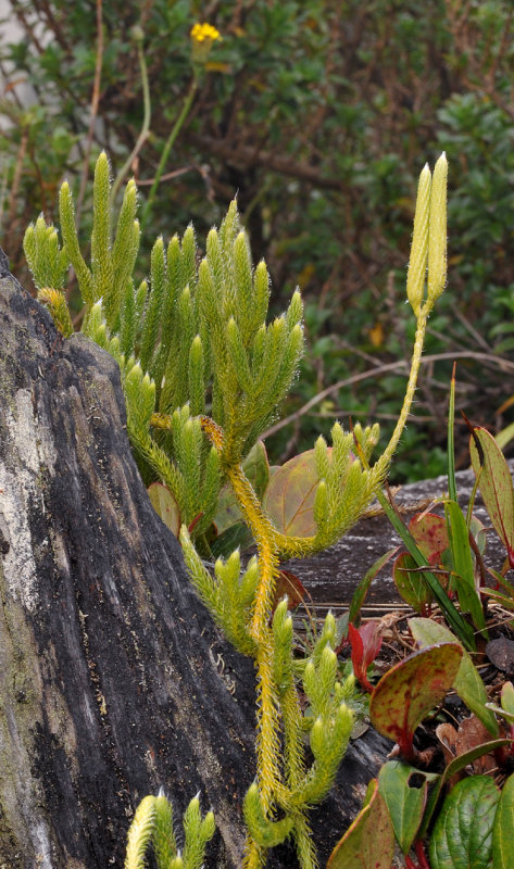 Lycopodium clavatum.2.jpg