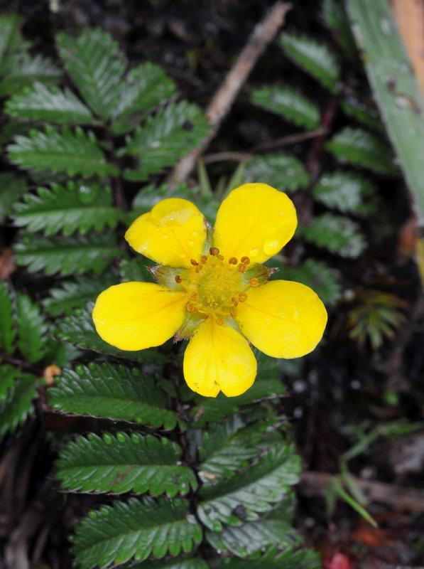 Potentilla borneensis. Close-up.jpg