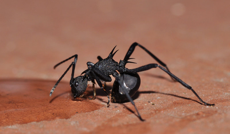 ant.jpg