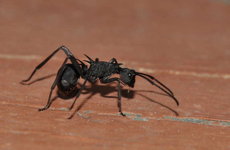 ant.4.jpg