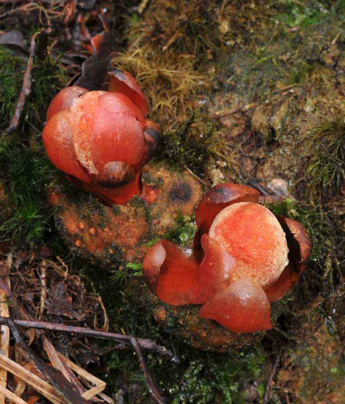 Balanophora sp. female flowers.jpg