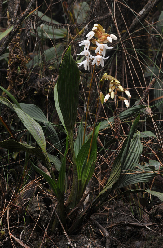 Coelogyne papillosa.2.jpg
