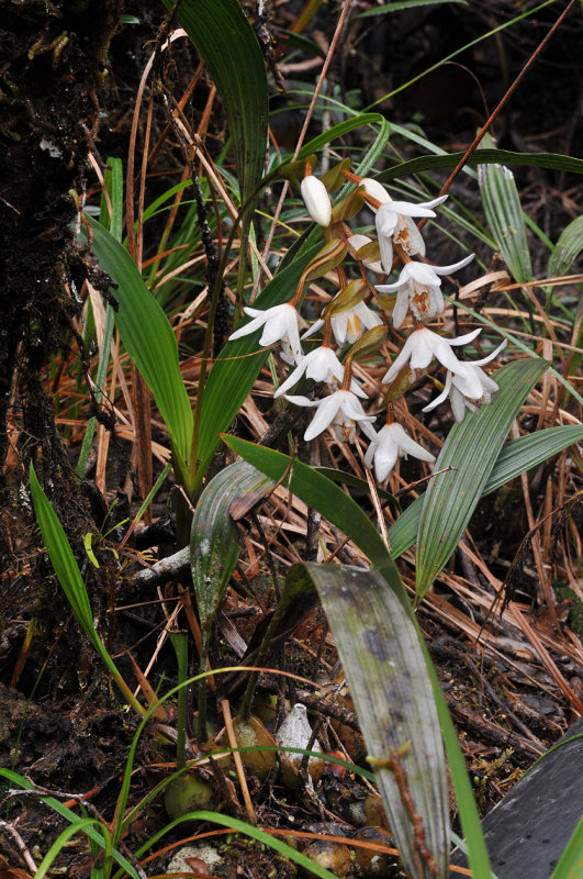 Coelogyne papillosa.jpg