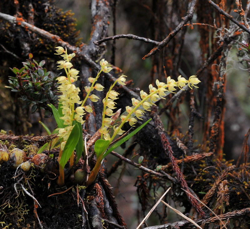Dendrochilum dewindtianum.jpg