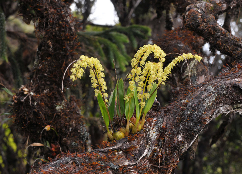 Dendrochilum dewindtianum.1.jpg