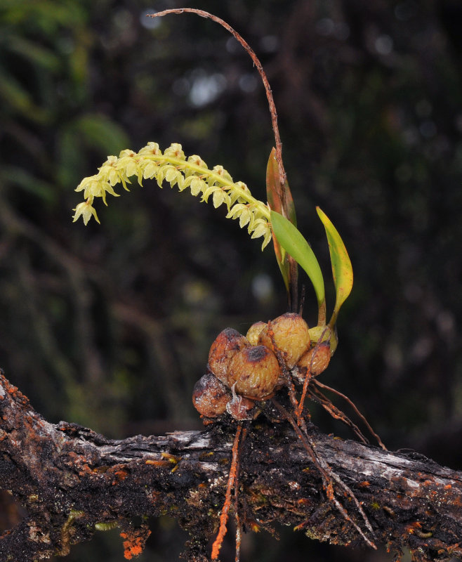 Dendrochilum dewindtianum.2.jpg