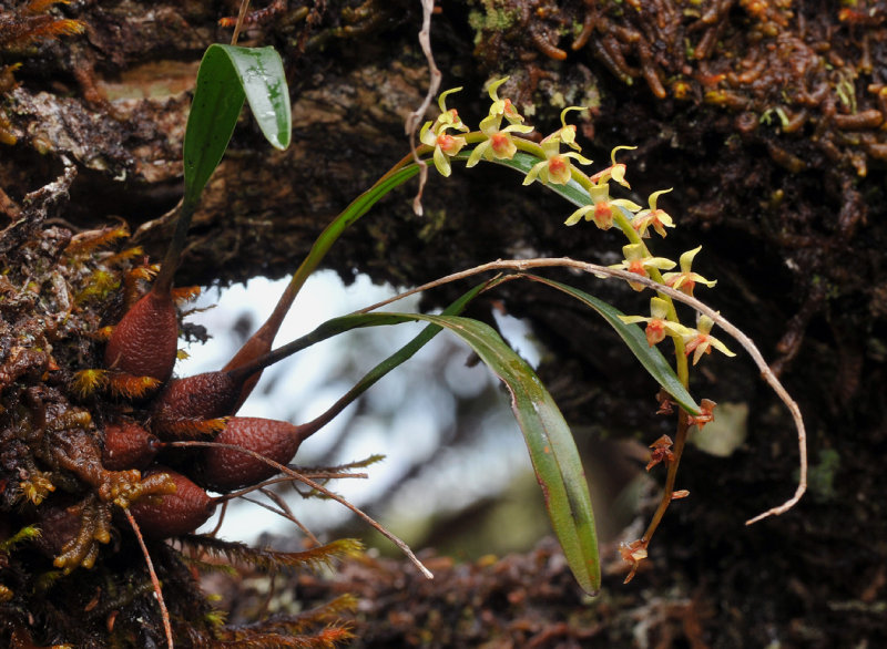 Dendrochilum pseudoscriptum.jpg