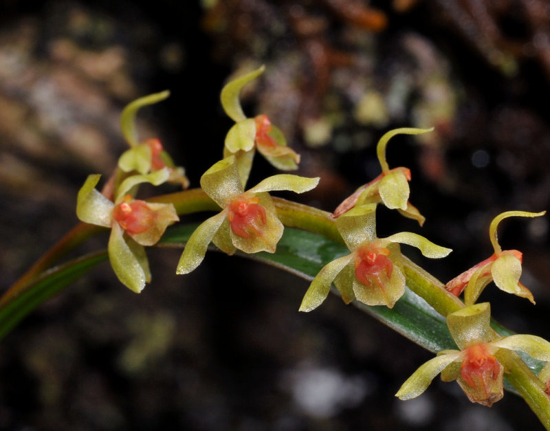 Dendrochilum pseudoscriptum. Close-up.jpg