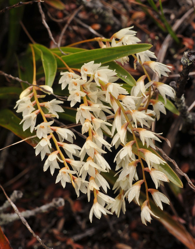 Dendrochilum stachyodes. Closer.jpg