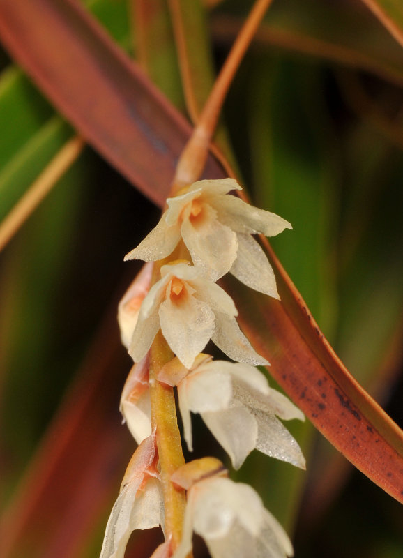 Dendrochilum stachyodes. Close-up.jpg