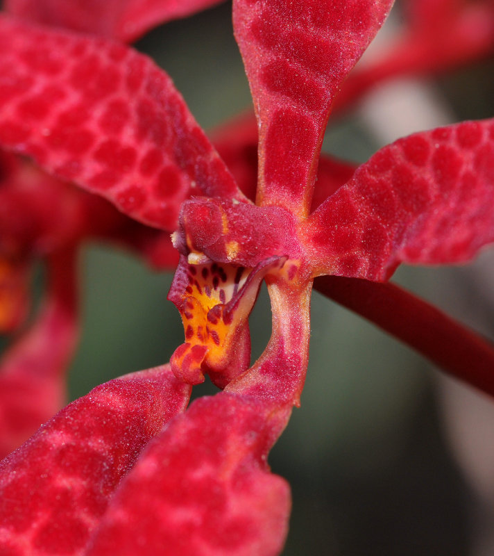 Renanthera bella. Close-up lip.jpg