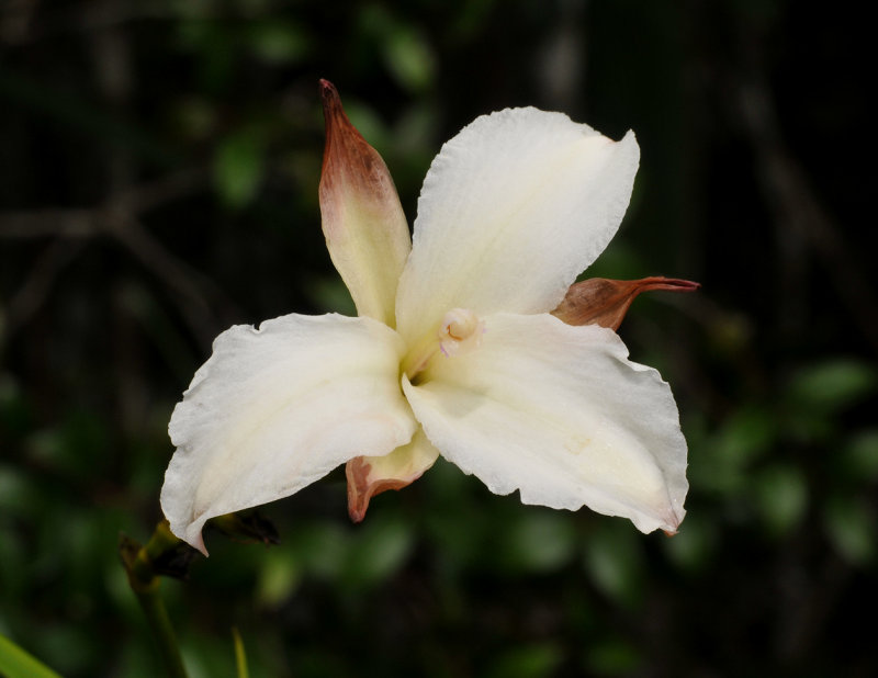 Arundina graminifolia. Peloric.jpg