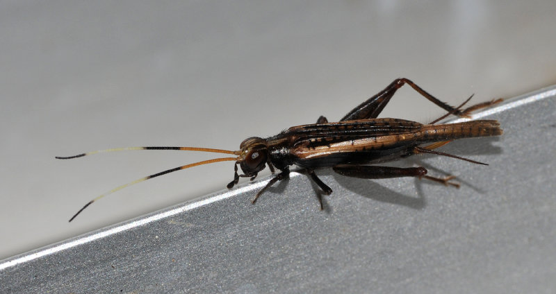 Cricket that looks like a wasp.jpg
