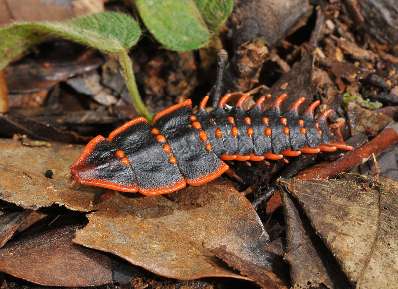 Duliticola paradoxa.jpg