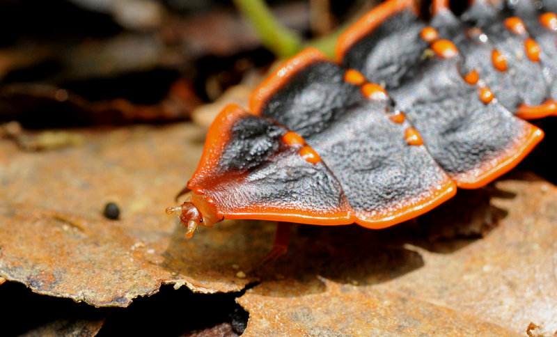 Duliticola paradoxa. Close-up.jpg