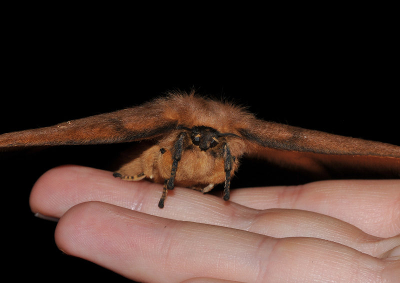 Moth 1 front.jpg