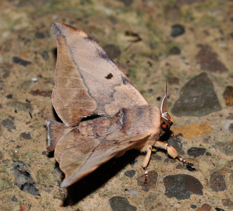 Moth 2.jpg