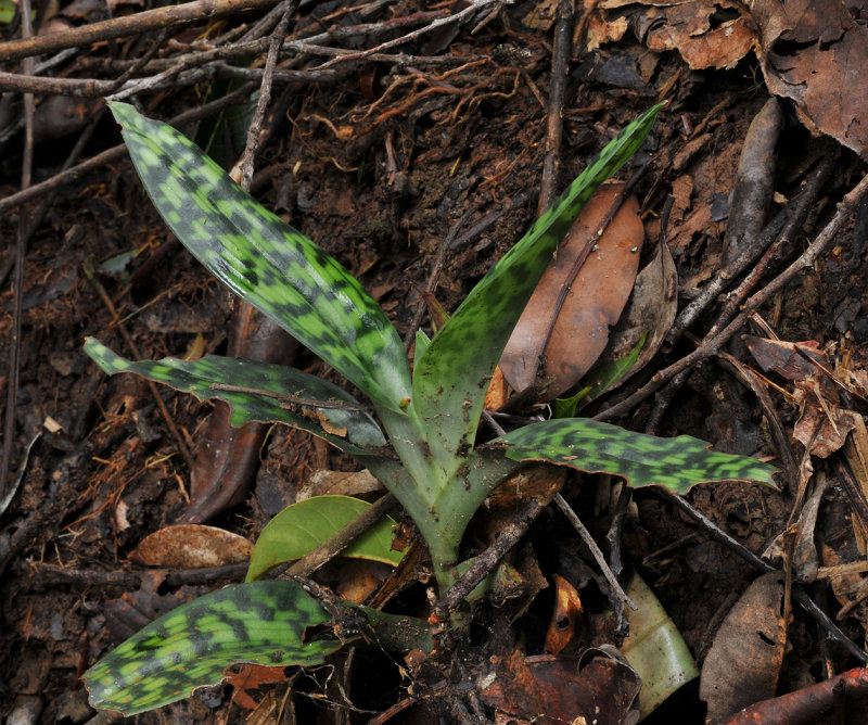 Paphiopedilum javanicum.jpg