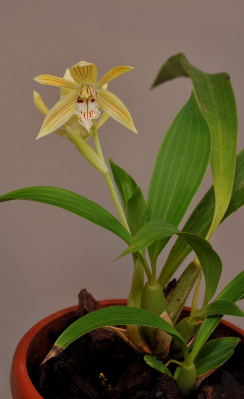 Coelogyne taronensis 