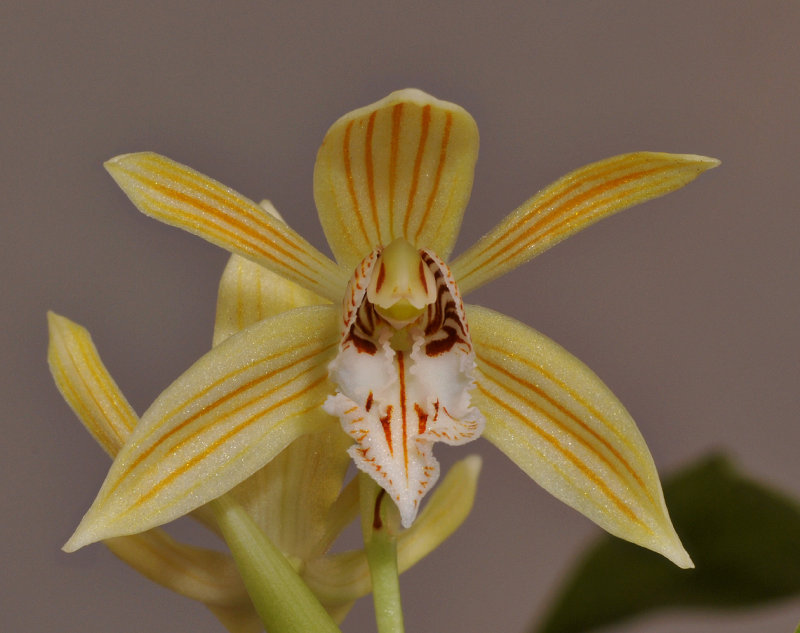 Coelogyne taronensis. Close-up. 