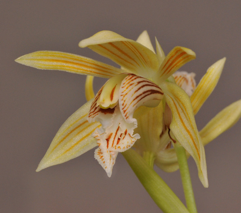 Coelogyne taronensis. Close-up side. 