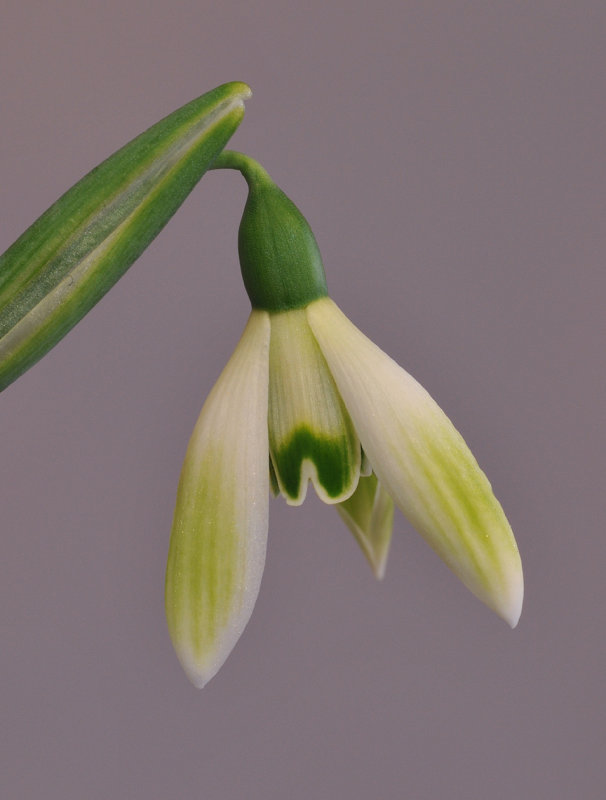 Galanthus Cowhouse Green.jpg