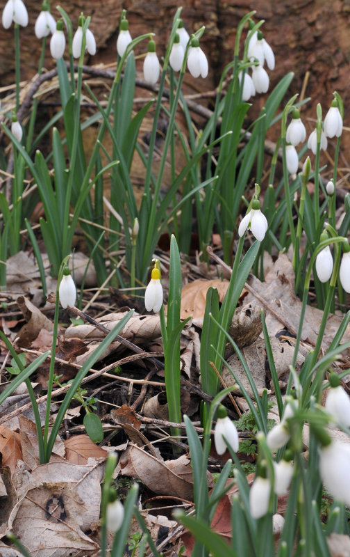 Galanthus nivalis sandersii.jpg