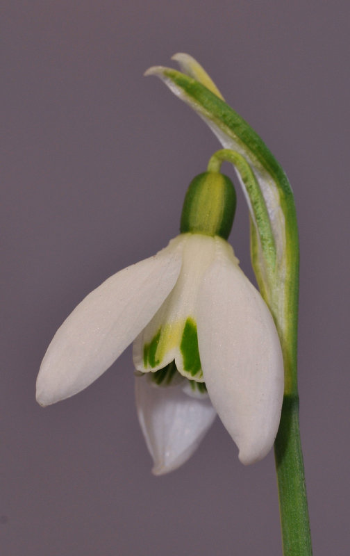 Galanthus nivalis Variegata Close-up.jpg