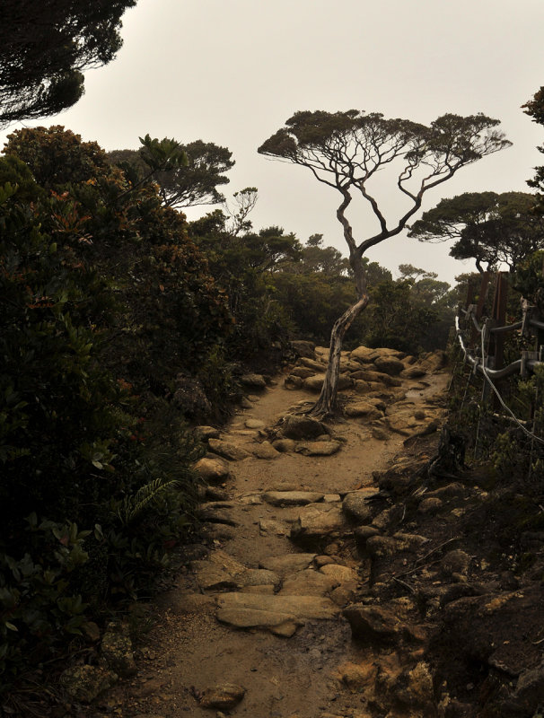 Kinabalu trail.6.jpg
