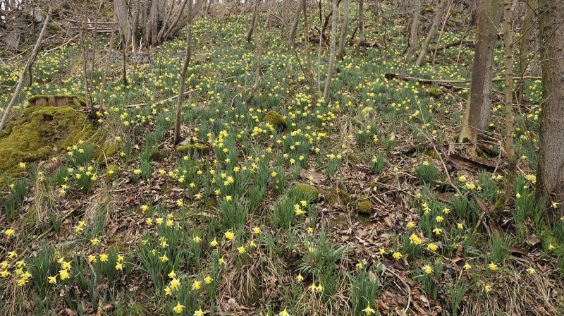 Narcissus pseudonarcissus ssp. pseudonarcissus