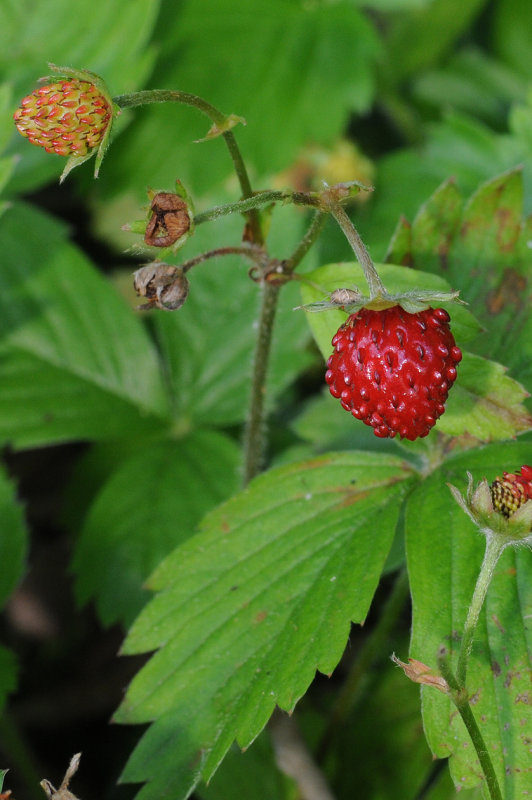 Fragaria vesca. Fruit.