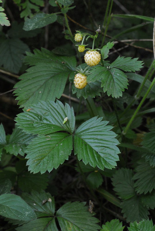 Fragaria vesca. White fruited form.