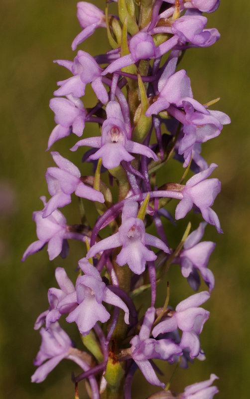 Gymnadenia conopsea