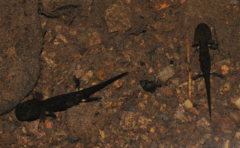 Salamandra salamandra
