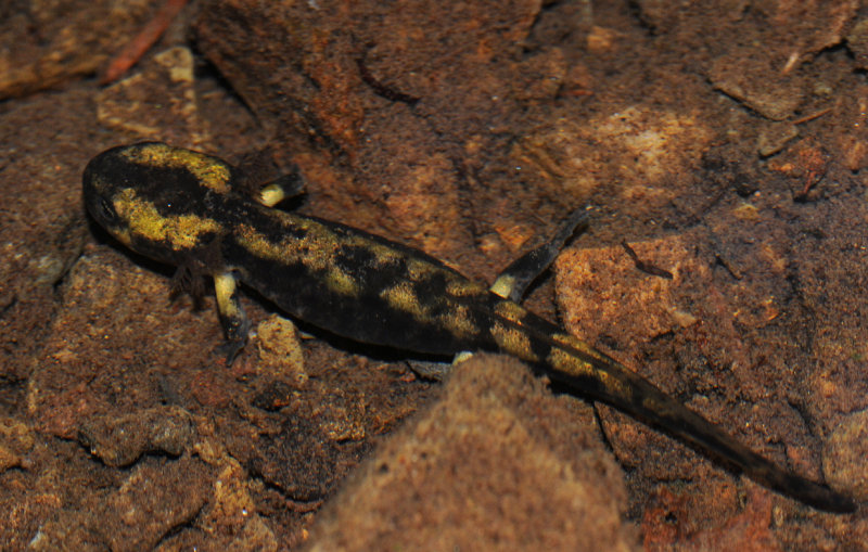 Salamandra salamandra getting its final color