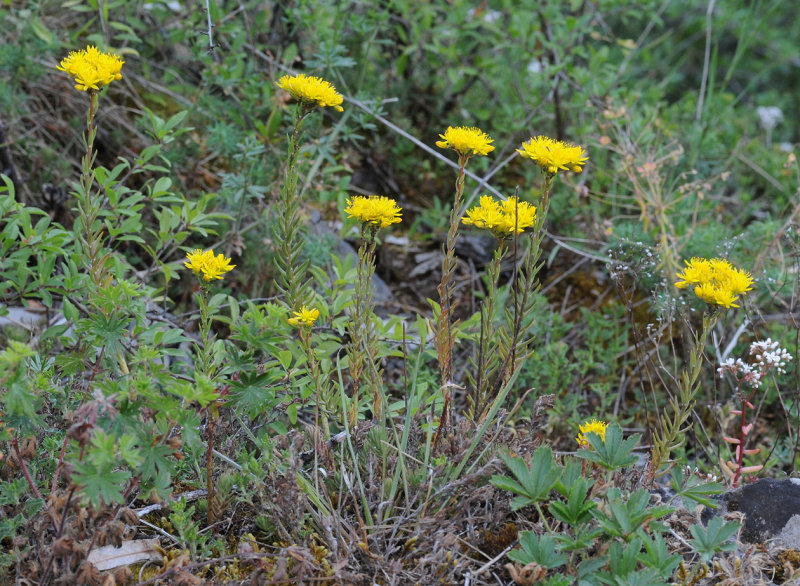 Sedum rupestre