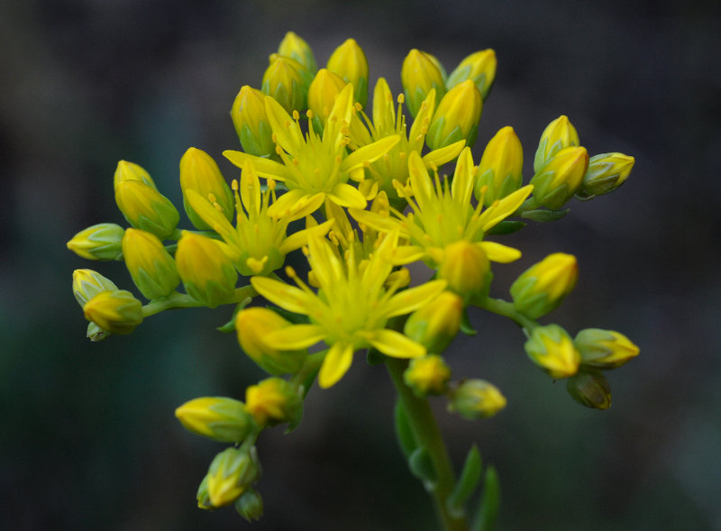Sedum rupestre. Close-up.