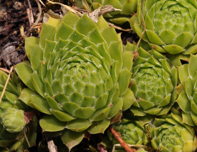 Sempervivum funckii. Rosette.