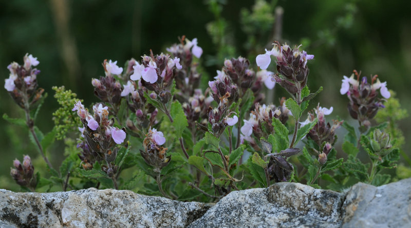 Teucrium chamaedrys