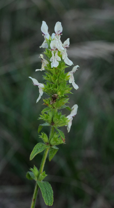 Stachys recta. Closer.